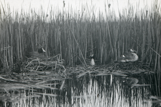 Black and white photo of wildfowl among reeds 