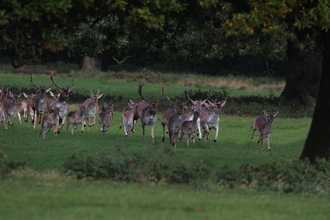 Herd of fallow deer by some trees