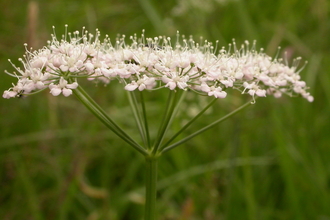 A flower made up of a cluster of creamy white flowers on 8 stems. 