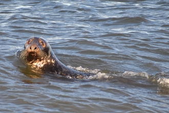 Grey seal swimming in the water at Blakeney