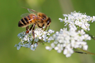 Honey bee on white blossom