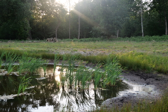 Picture of a pingo