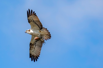 An osprey holds a fish in its talons as it flies over Ranworth Broad