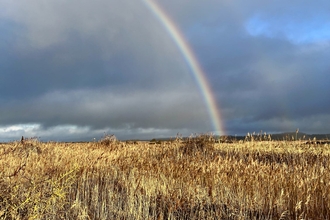 A rainbow arc in a grey sky over a field of wheat