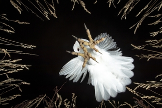 a photograph taken from beneath a white barn owl with its talons extended downwards