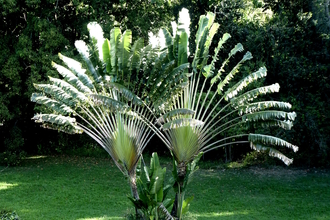 Two exotic Caribbean birds displaying their tail feathers.