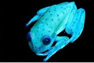 A blue biofluorescent frog as seen under UV light