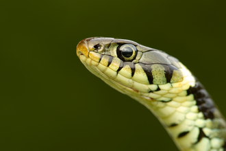 A super close up image of the head of a grass snake. 