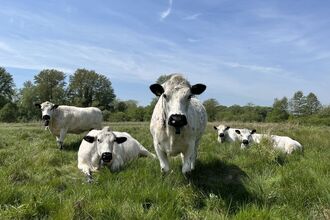 A group of British white cattle at Sweet Briar on a sunny day. They look like a pop group on an album cover. 