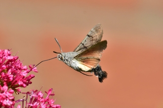 A hummingbird hawk-moth feeding from a flower