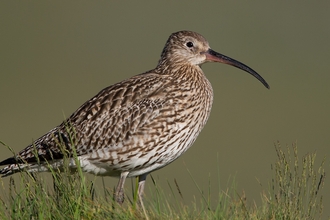 Picture of a curlew