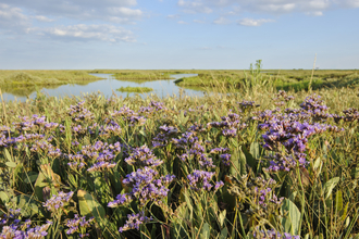 Purple sea lavender growing among the grasses on a marshy, wet landscape with blue skies overhead. 