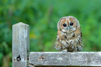Tawny owlet sitting on a gate.