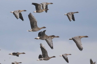 Flock of geese flying