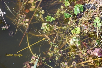 Vegetation on a garden pond