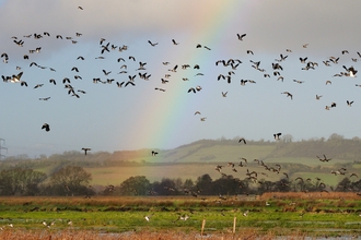 a flock of birds flying over a field with a rainbow