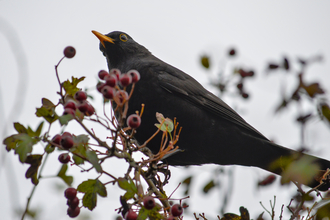 A male blackbird sitting on a winter bush with red berries 