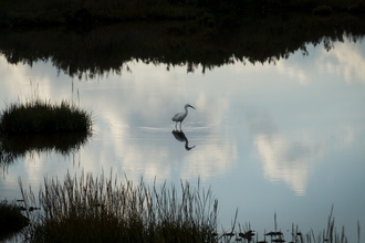 A great white egret at Cley Marshes nature reserve