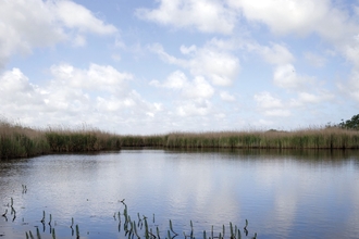 A panoramic shot of a pool at Hickling Broad nature reserve