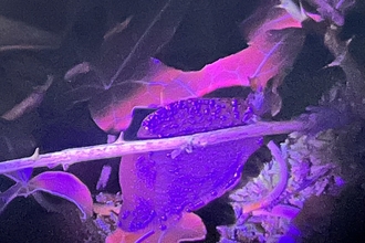 A vivid biofluorescent purple-coloured slug on foliage (under UV torchlight)