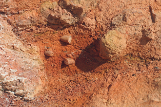 A close up of belemnites in red chalk