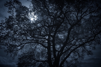 A silhouetted large tree at night with the moon shining behind it