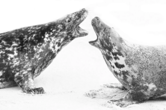 A black and white photo of two large mottled patterned grey seals facing each other with their mouths open aggressively