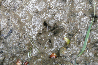 A water vole footprint in thick mud