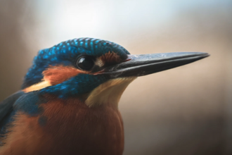 A sideways-on photo of the head and beak of a colourful turquoise, orange and white kingfisher