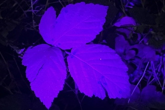 A biofluorescent purple leaf