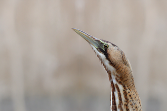 A bittern stretches it's neck upwards
