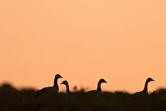 Pink-footed geese are silhouetted against an orange sky