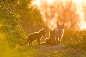 three fox cubs standing on a path