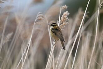 A sedge warbler in the reeds
