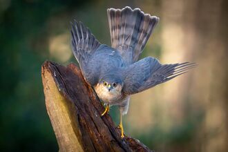 a sparrowhawk looking at the camera