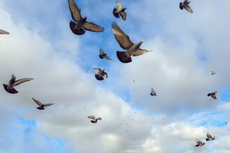 A group of pigeons in a blue sky