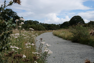 A path through Sweet Briar Marshes with white flowers