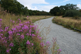 A path with purple flowers at Sweet Briar Marshes