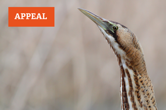 A bittern with the word appeal