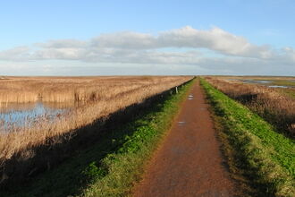 A track going into the distance with reedbeds and water either side