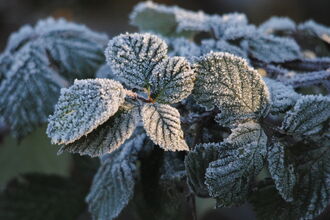 Bramble leaves covered in hoar frost