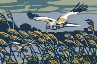 A linocut marsh harrier swoops over a reedbed
