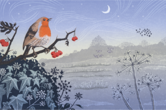 A robin sings from a frosty hedgerow
