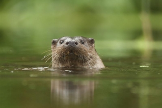 Otter