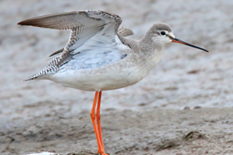 A spotted redshank stretching its wings