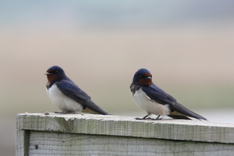 Two swallows sitting on a fence