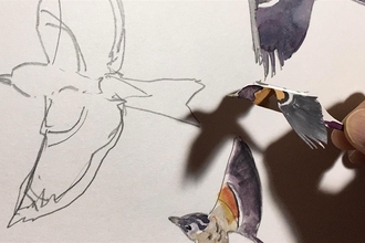 A pencil drawing of a bird with some watercolour birds