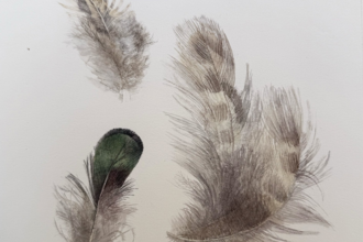 Three bird feathers against a white background