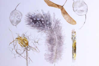 A bird feather, sycamore seed and other seeds against a white background