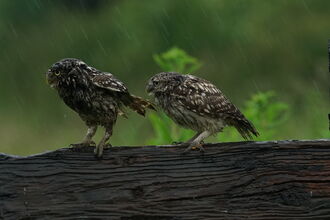 Little owls in the rain